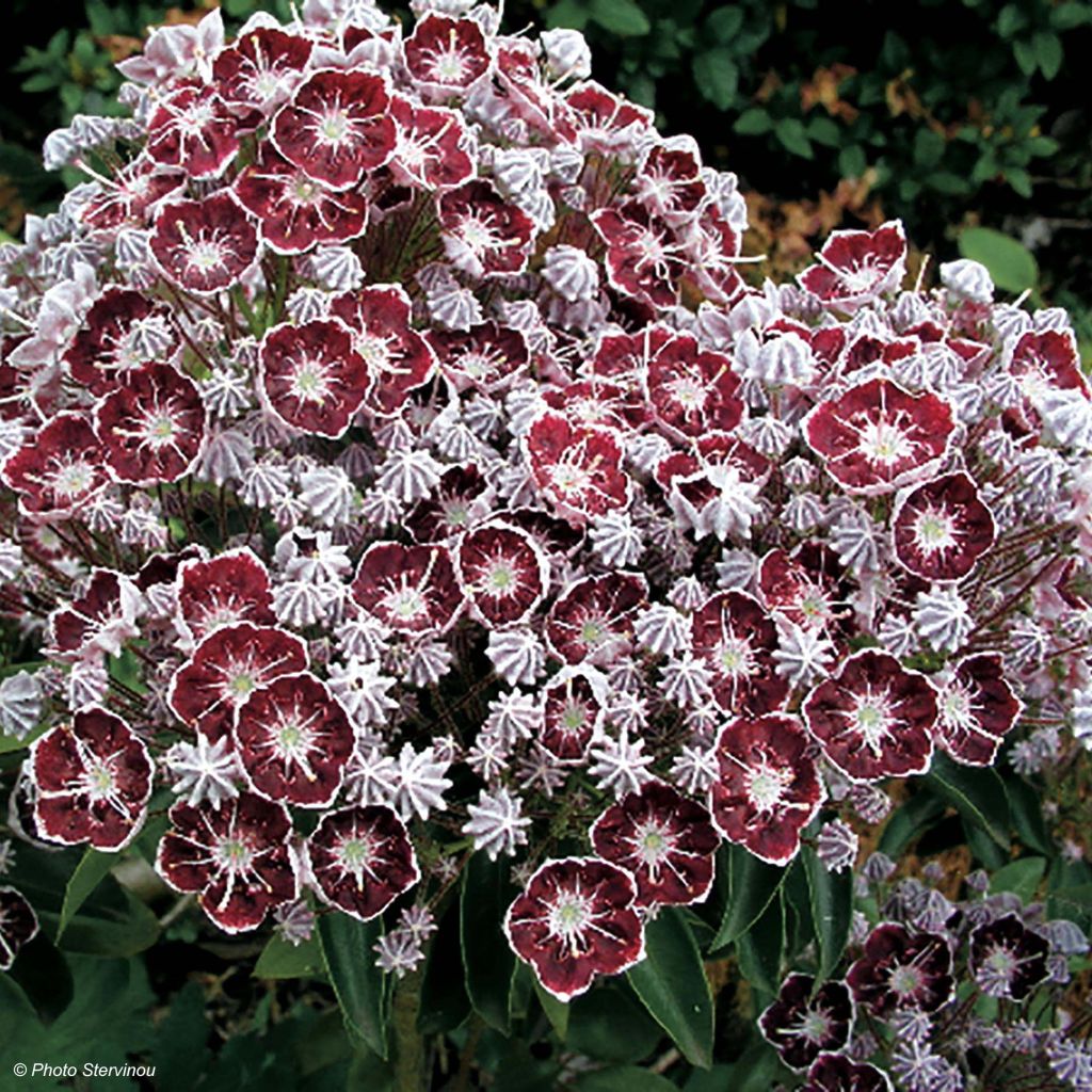 Kalmia latifolia Tad