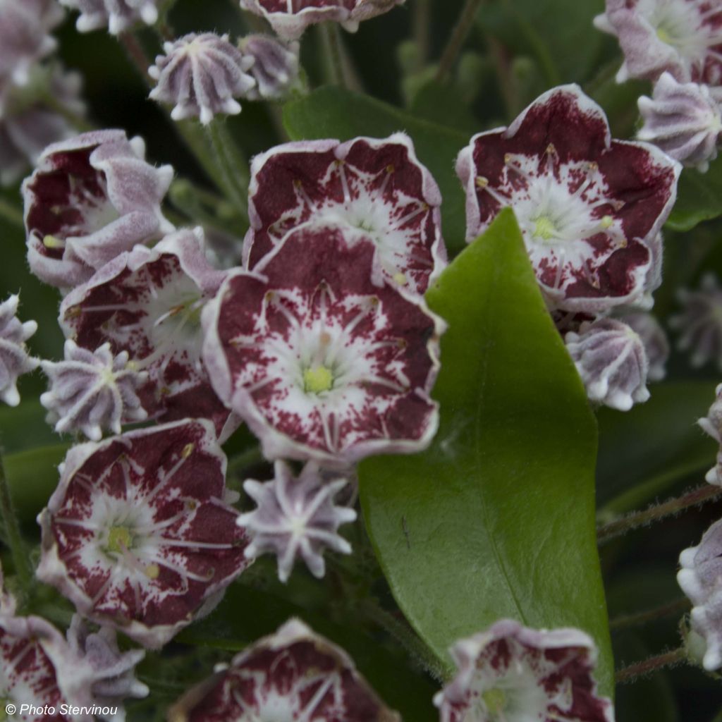 Kalmia latifolia Tad