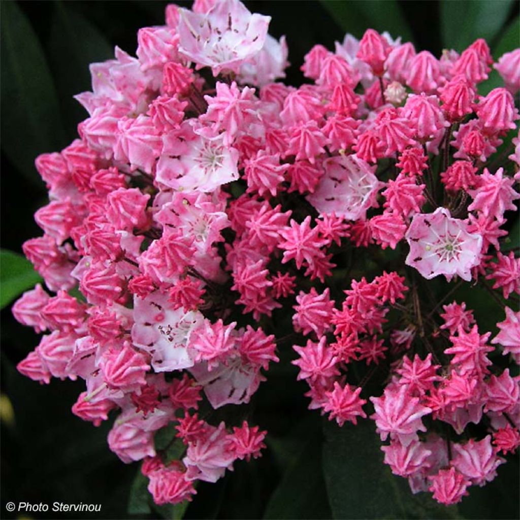 Kalmia latifolia You Can