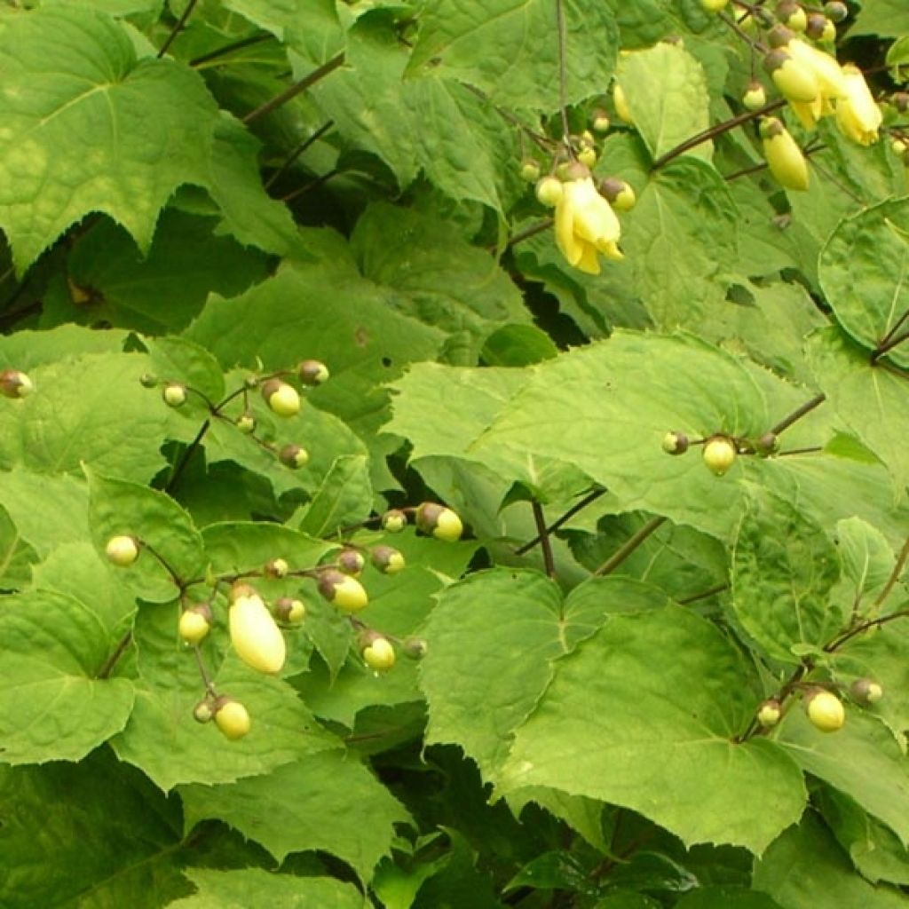 Kirengeshoma palmata