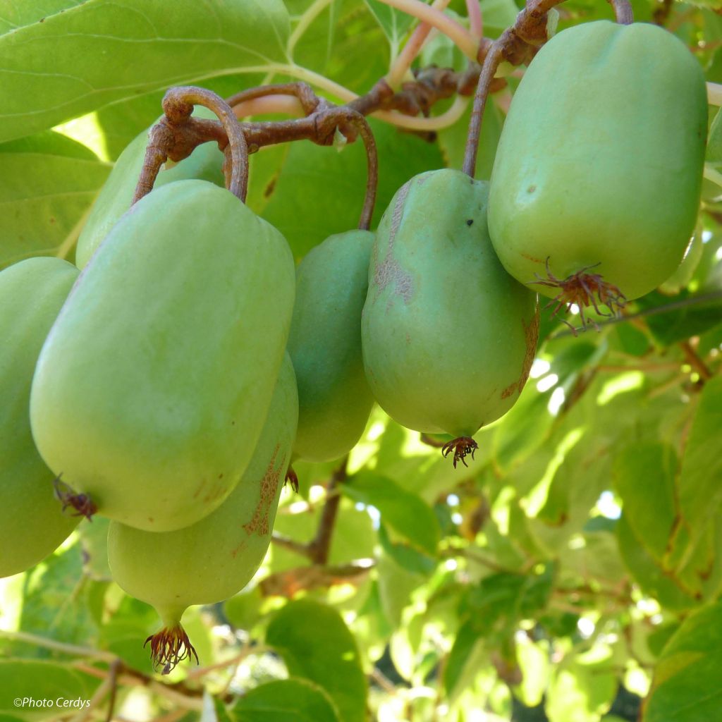 Mini kiwi Ambrosia (Hembra) - Actinidia arguta