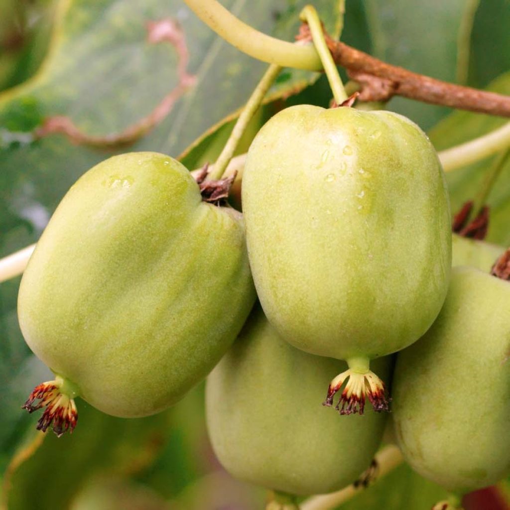 Mini kiwi Kokuwa - Actinidia arguta