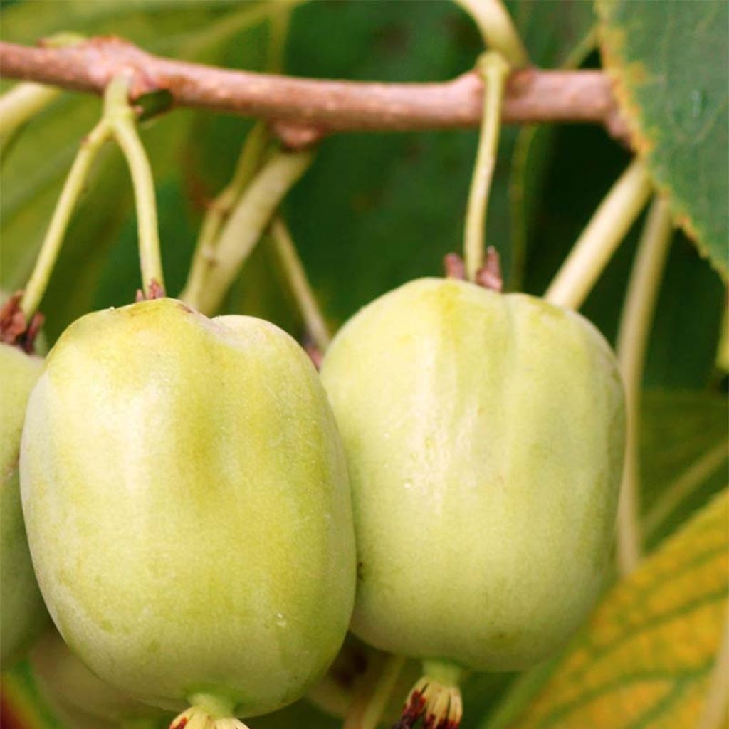 Mini kiwi Kokuwa - Actinidia arguta