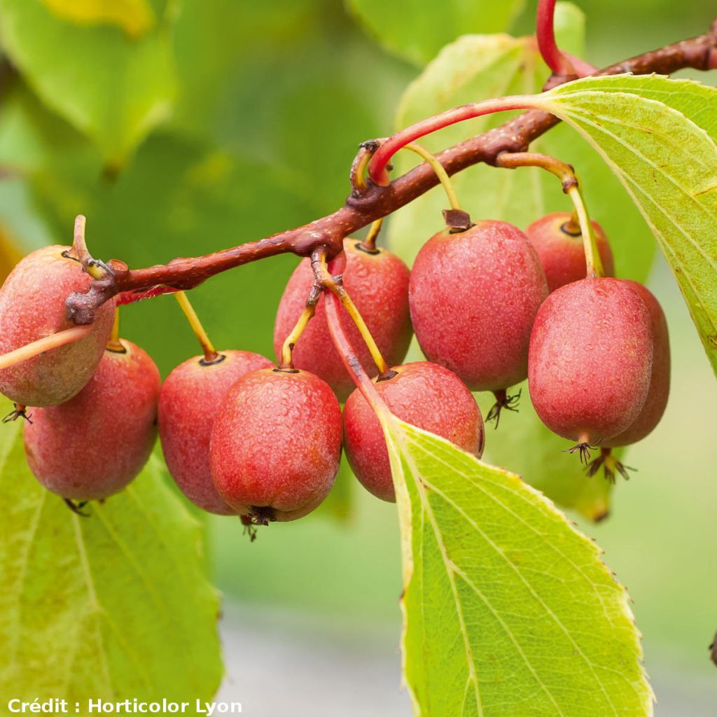 Mini kiwi Ken's Red - Actinidia arguta