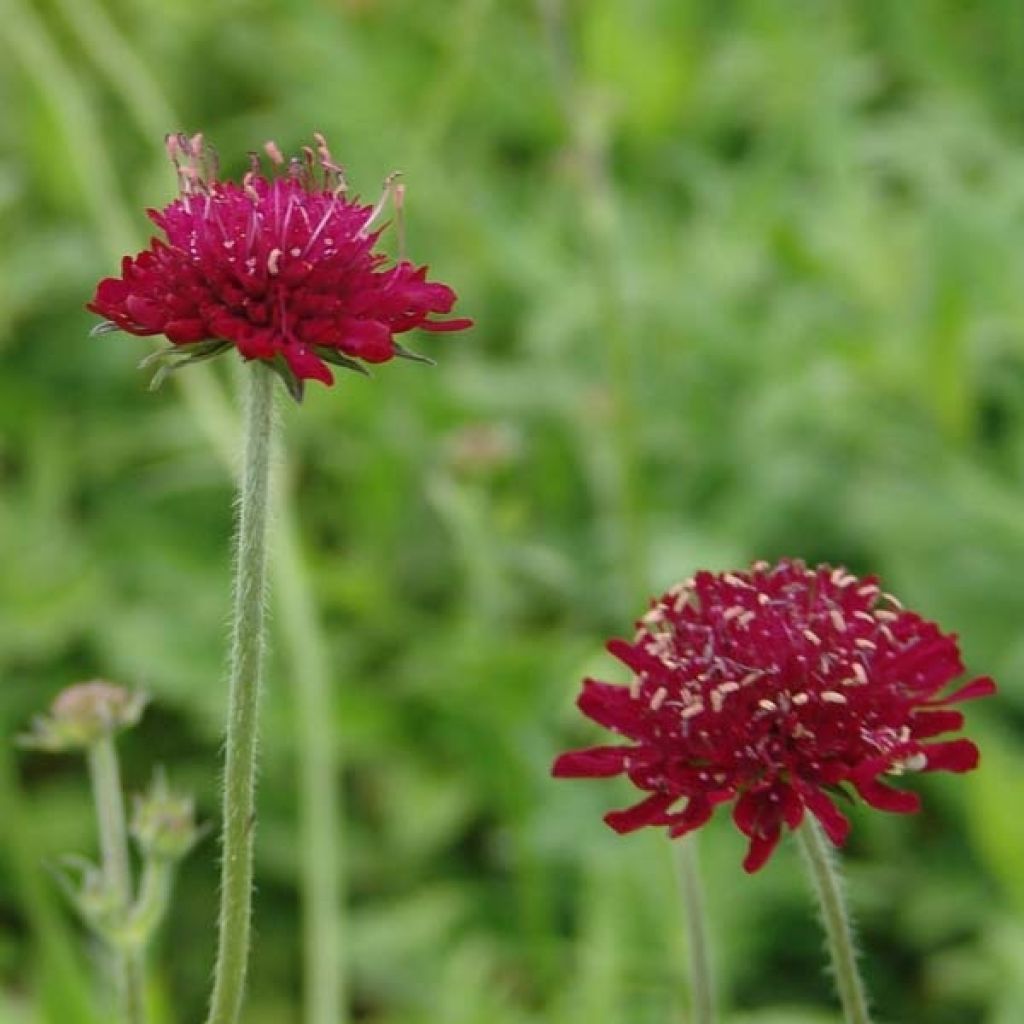 Knautia macedonica - Escabiosa macedonia