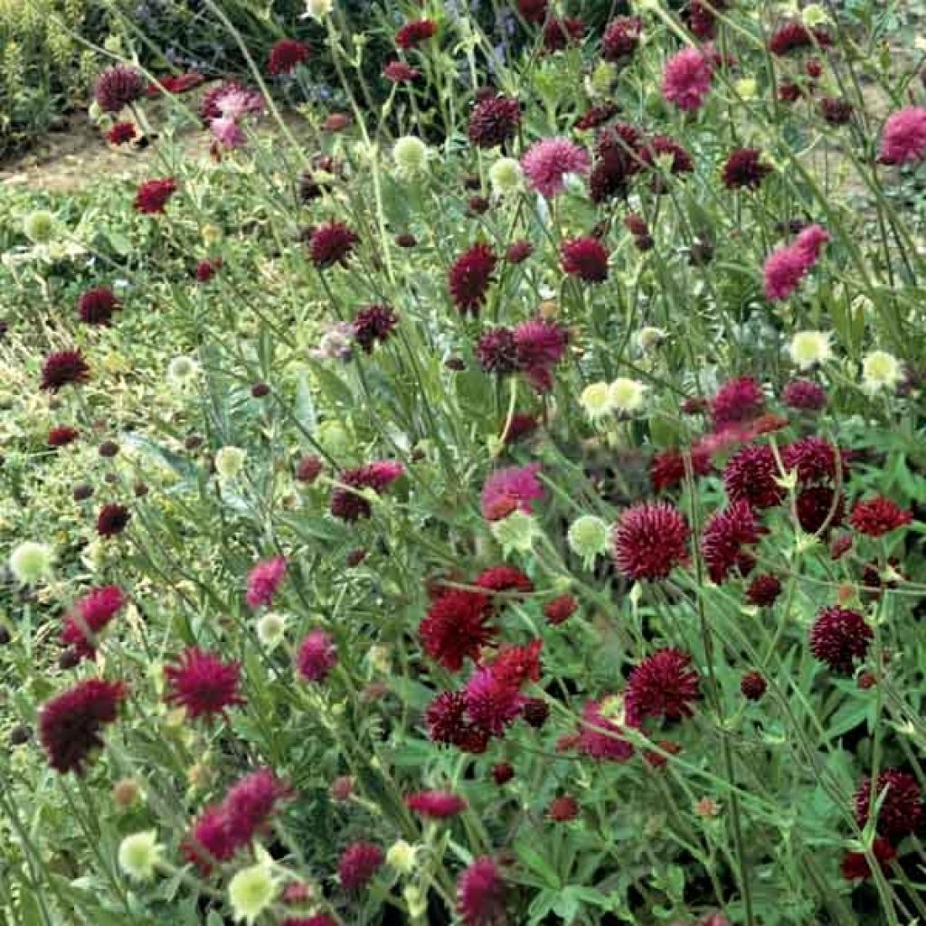 Knautia macedonica - Escabiosa macedonia