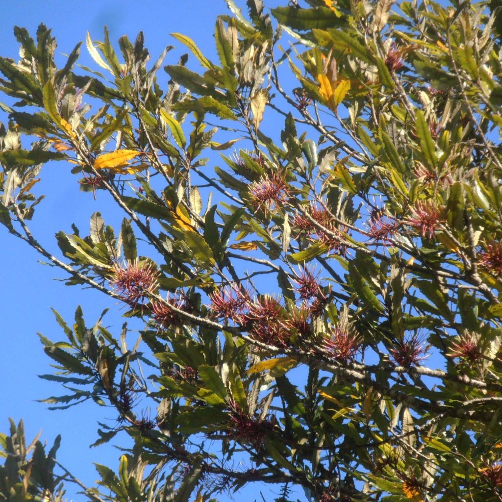 Knightia excelsa - Rewarewa