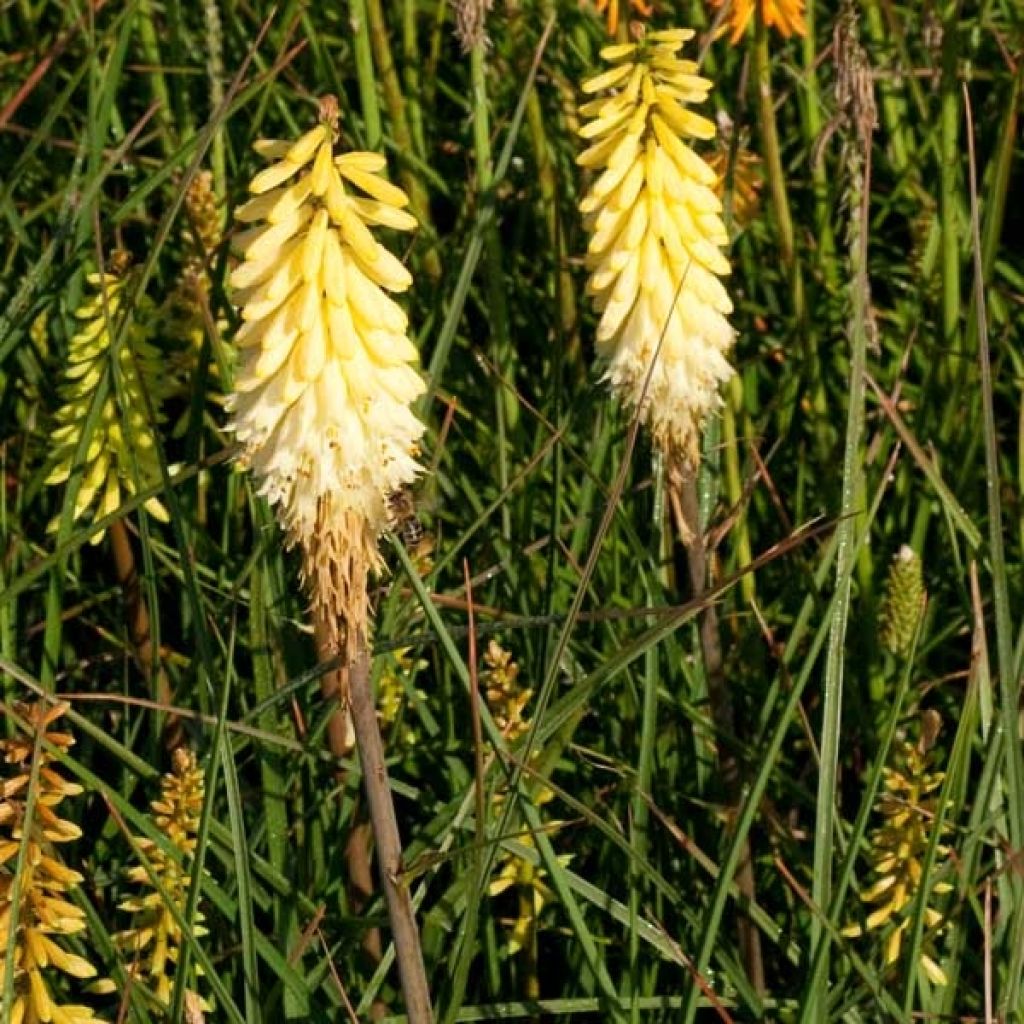 Kniphofia Pineapple Popsicle