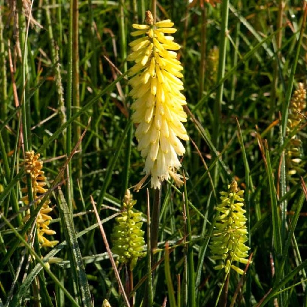 Kniphofia Pineapple Popsicle