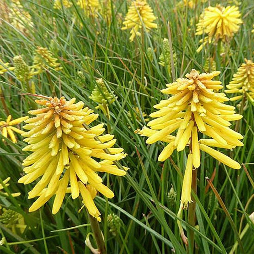 Kniphofia Banana Popsicle