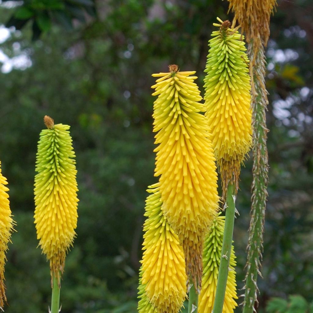 Kniphofia citrina