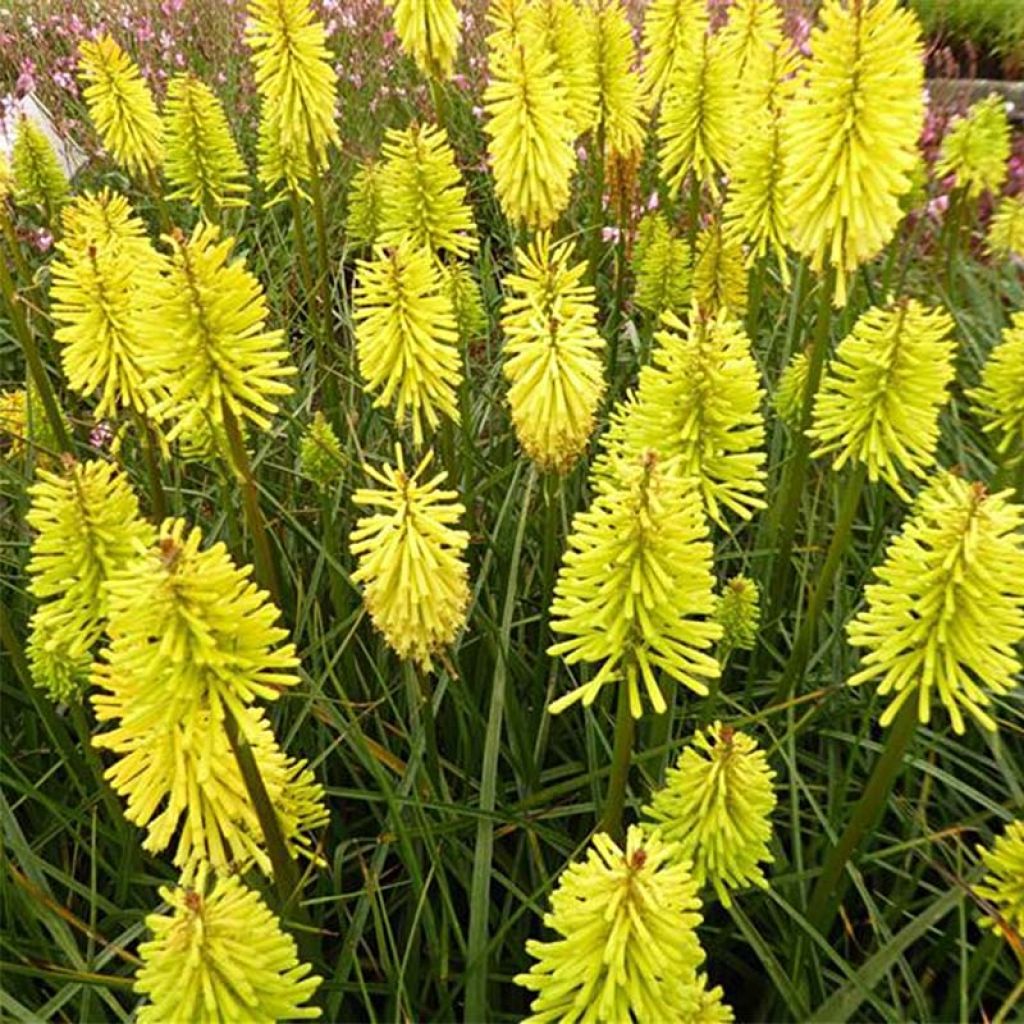 Kniphofia Dorset Sentry