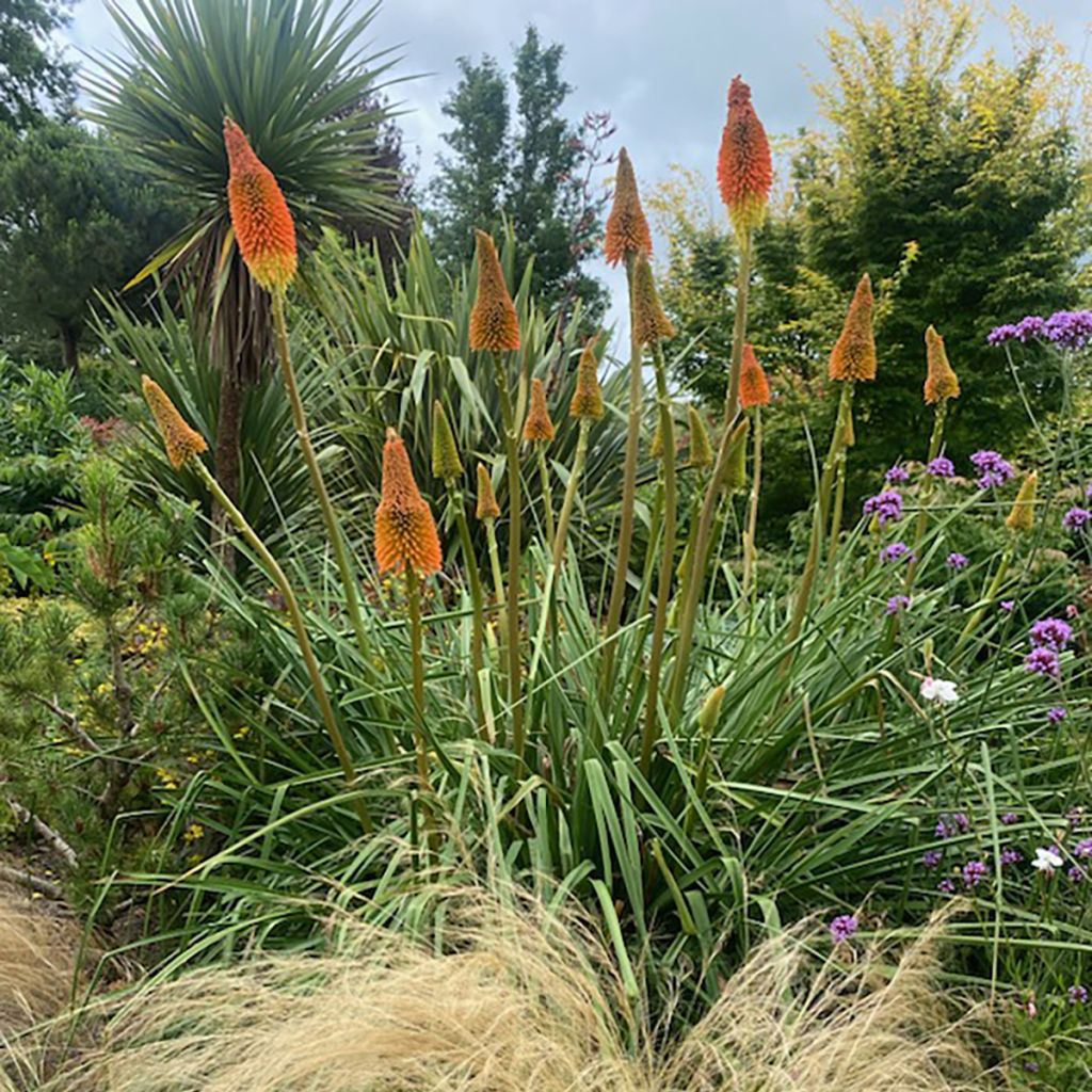 Kniphofia uvaria Nobilis - Tritoma géant