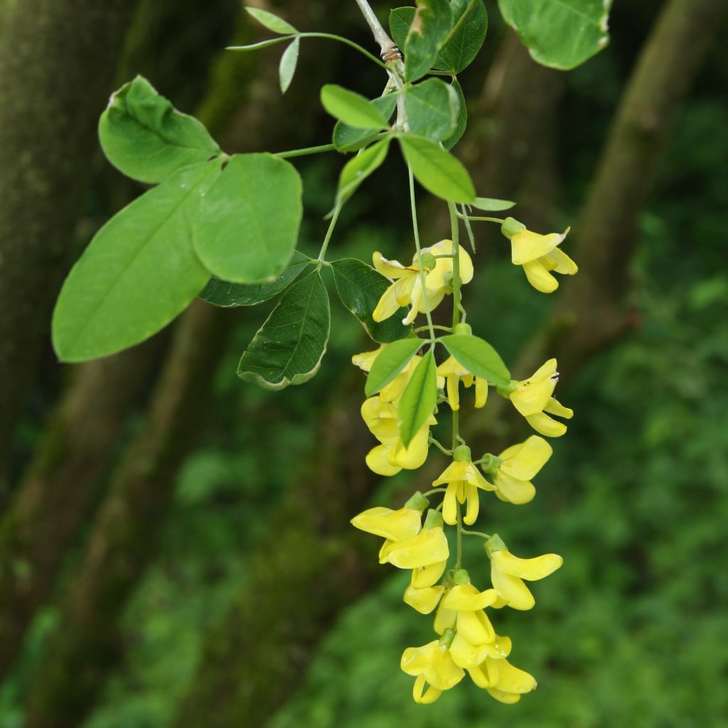 Laburnum anagyroides