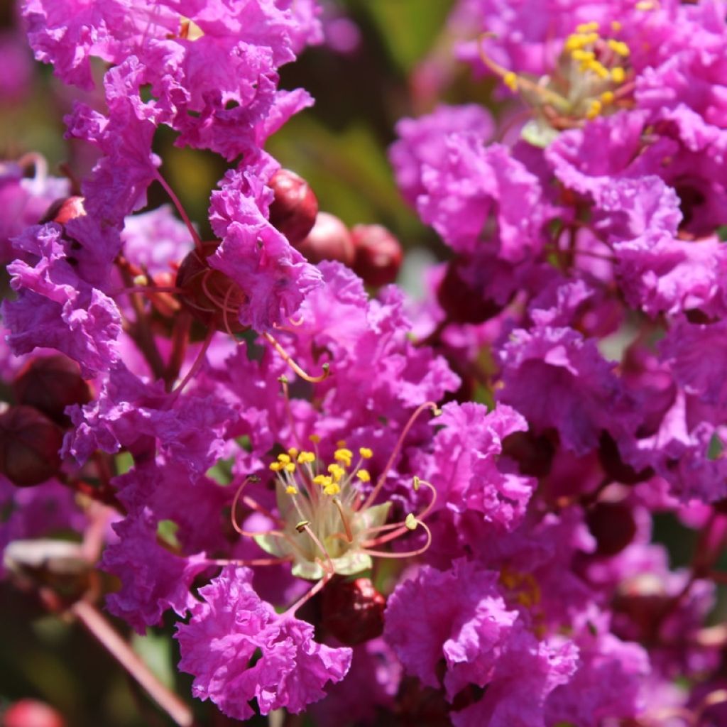 Árbol de Júpiter Terre Chinoise - Lagerstroemia indica