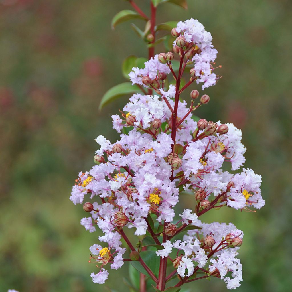 Árbol de Júpiter Camaïeu d'Ete - Lagerstroemia indica