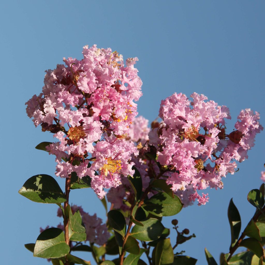 Árbol de Júpiter Camaïeu d'Ete - Lagerstroemia indica