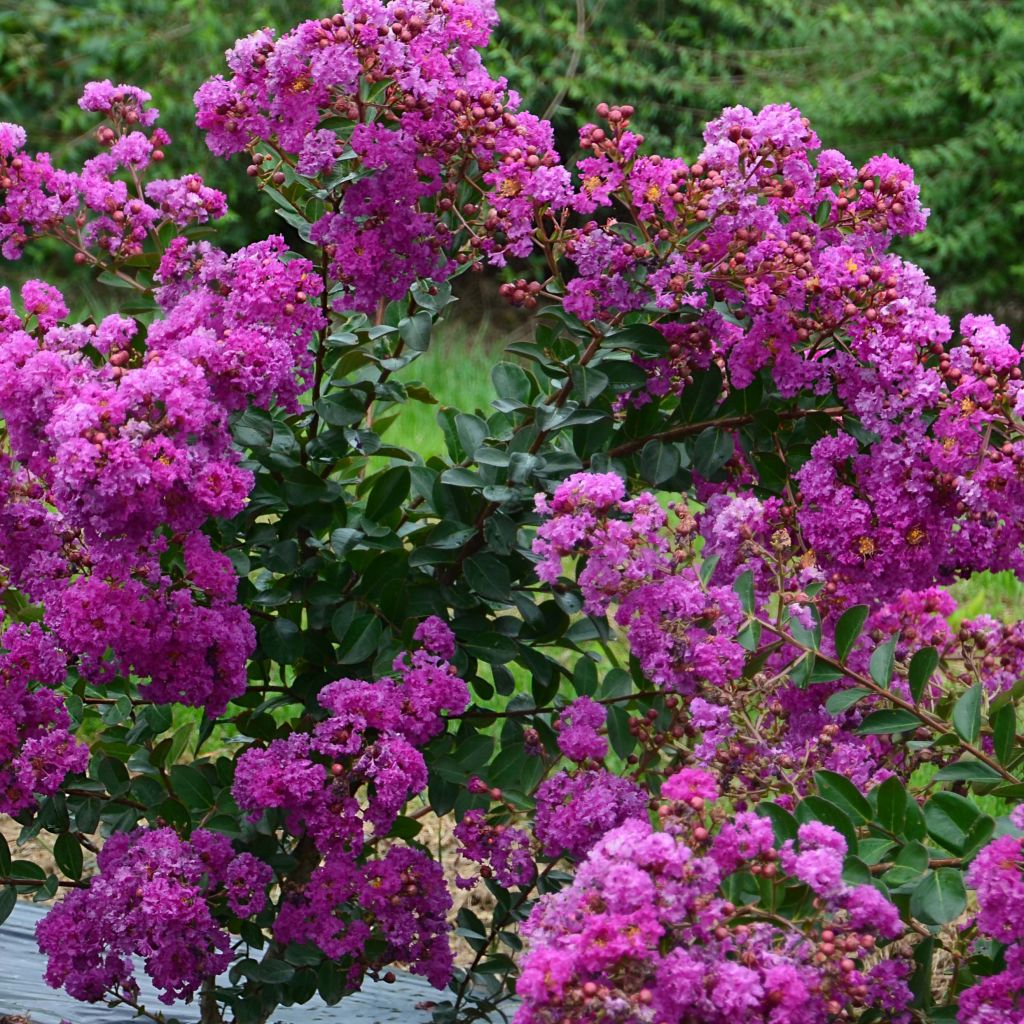 lagerstroemia indica Violet d'Eté indyvio - Lilas des Indes violine