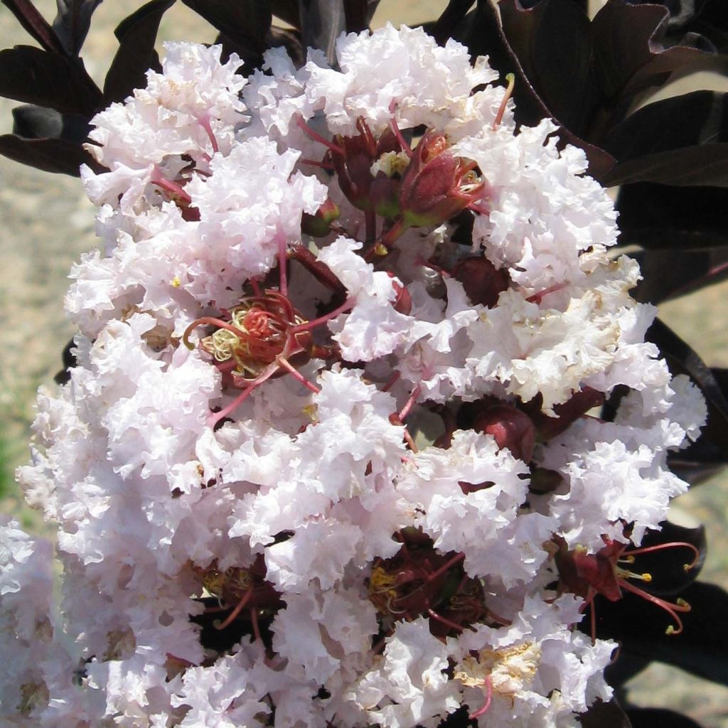 Árbol de Júpiter Black Solitaire Blush - Lagerstroemia indica