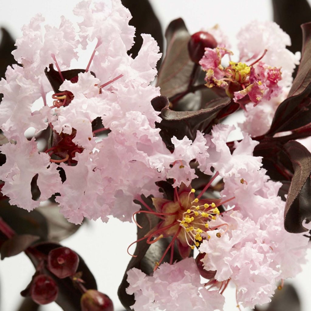 Árbol de Júpiter Black Solitaire Blush - Lagerstroemia indica