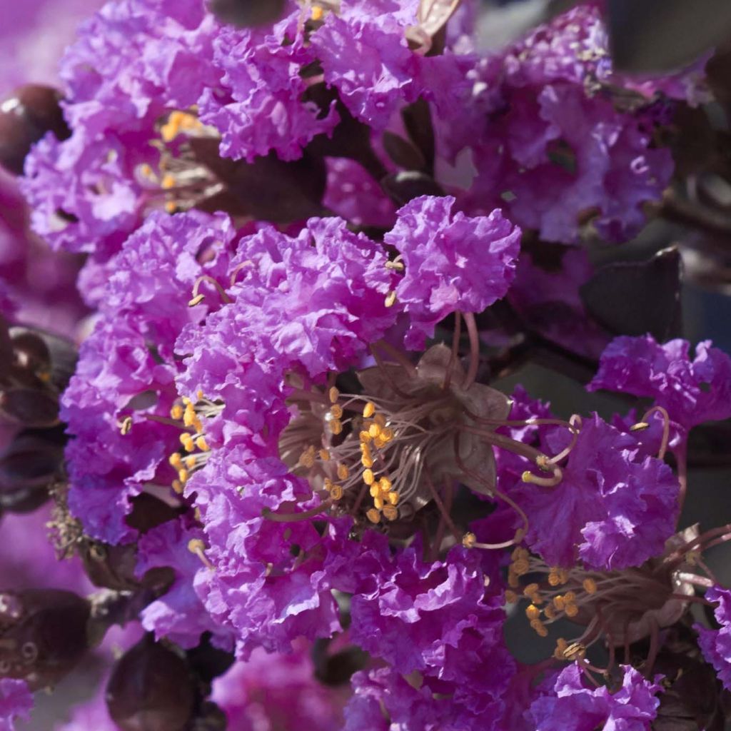 Árbol de Júpiter Black Solitaire Purely Purple - Lagerstroemia indica