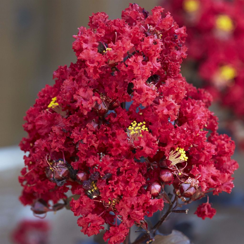 Árbol de Júpiter Black Solitaire Red Hot - Lagerstroemia indica