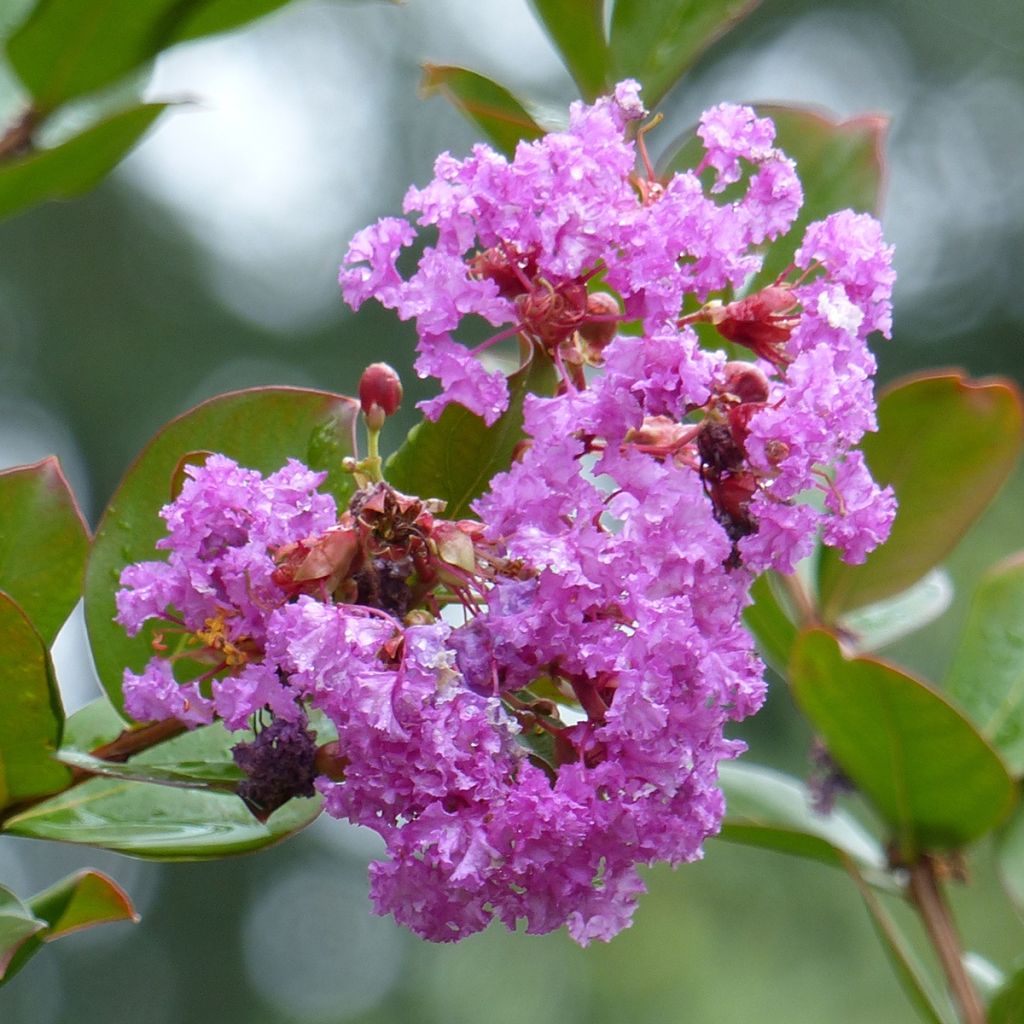 Árbol de Júpiter Petite Canaille mauve - Lagerstroemia indica