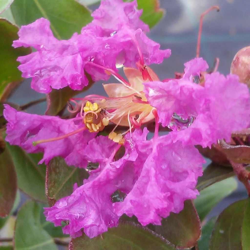 Árbol de Júpiter Summer Beauty Centennial - Lagerstroemia indica