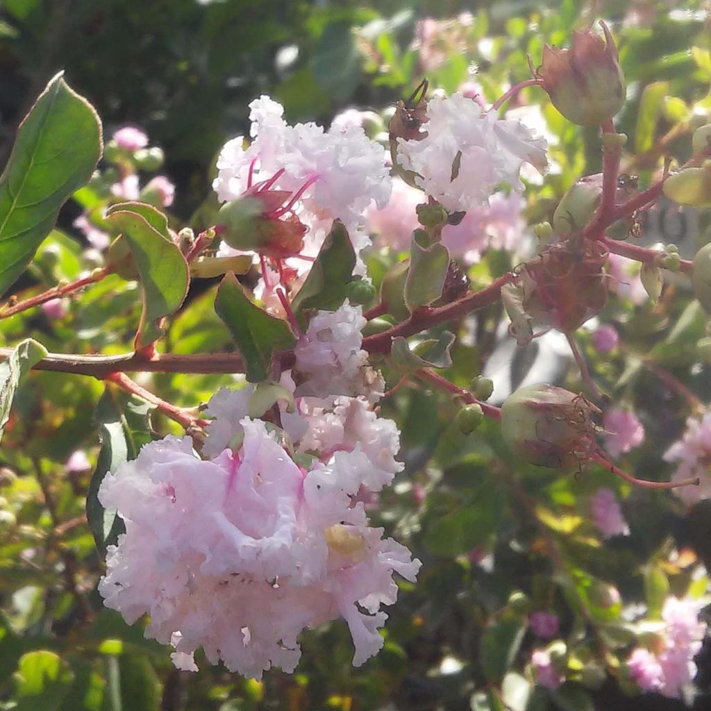 Árbol de Júpiter Summer Beauty Hope - Lagerstroemia indica