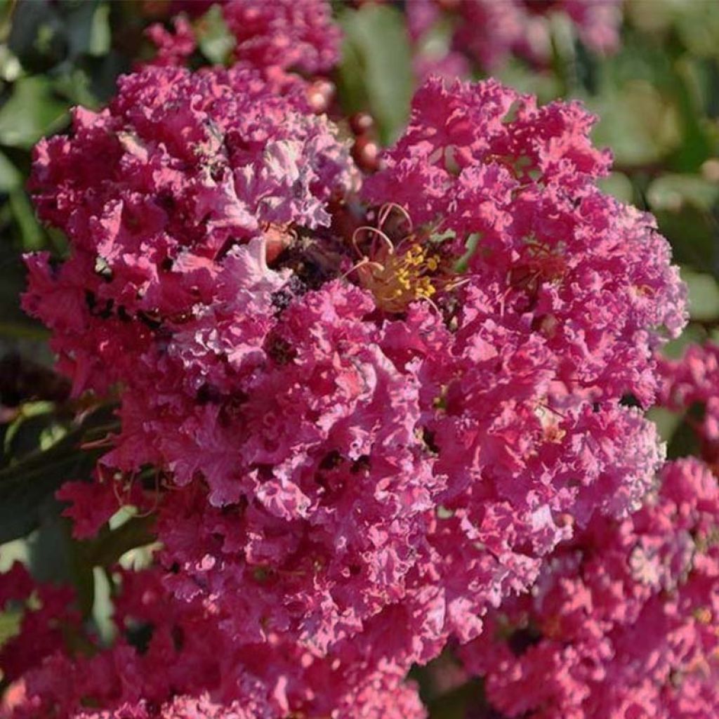 Árbol de Júpiter Summer Beauty Velma's Royal Delight - Lagerstroemia indica