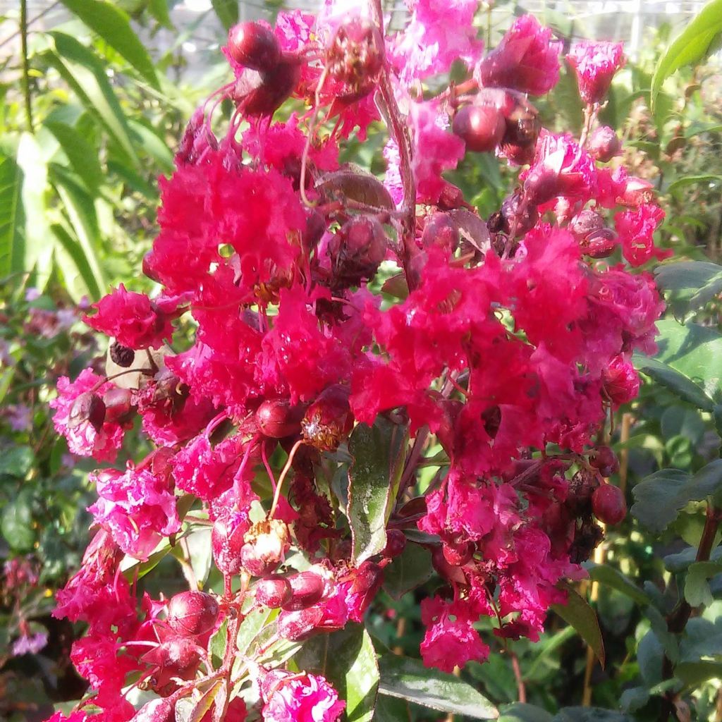 Árbol de Júpiter Summer Beauty Victor - Lagerstroemia indica