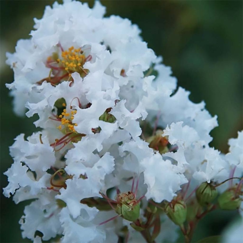 Árbol de Júpiter Summer Charm Acoma - Lagerstroemia indica