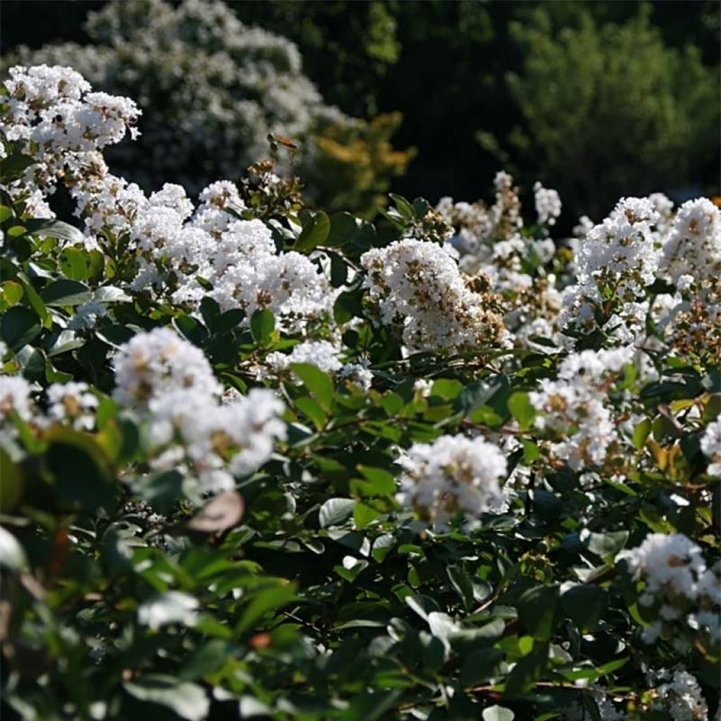 Árbol de Júpiter Summer Charm Acoma - Lagerstroemia indica