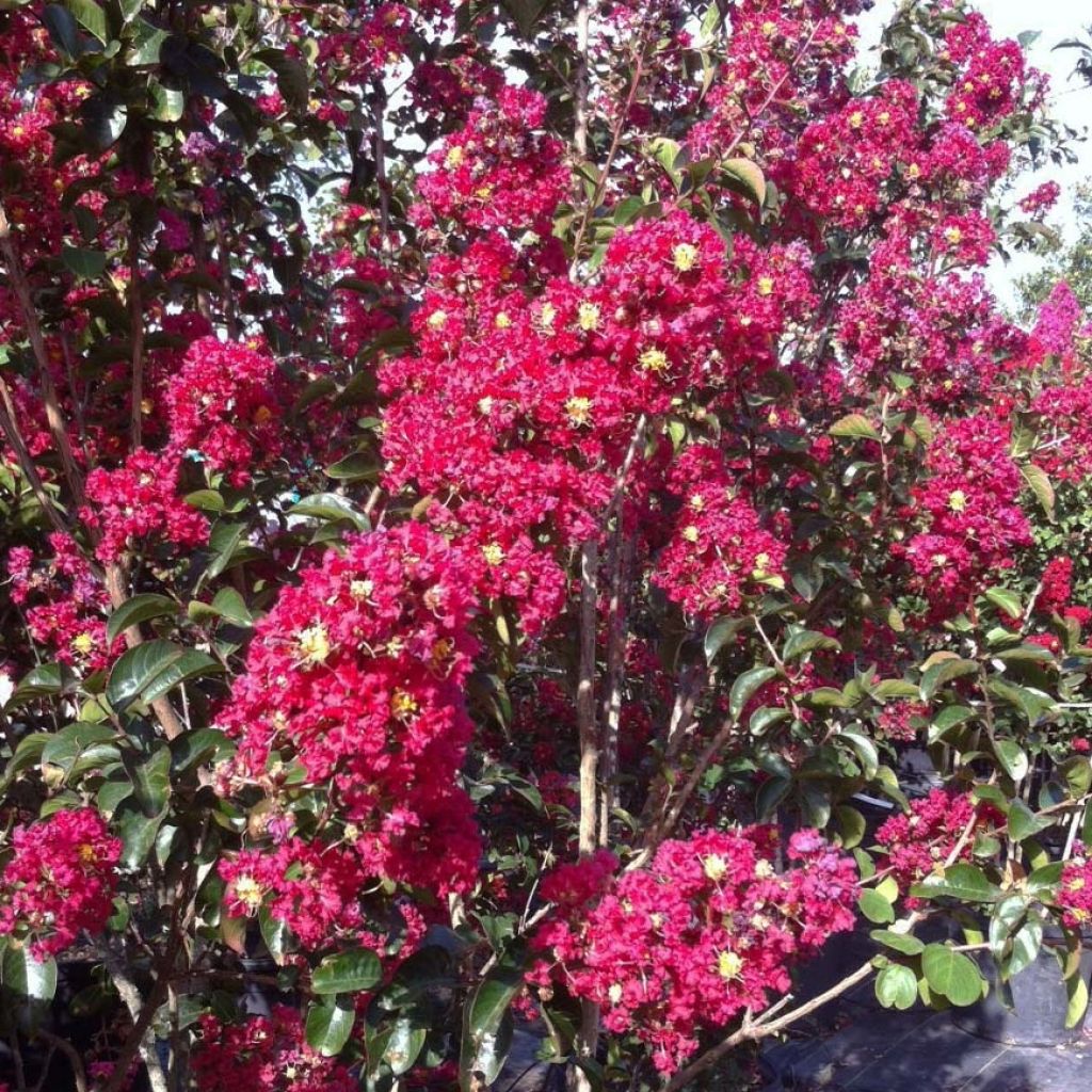 Lagerstroemia Summer Charm Arapaho - Lagerstroemia indica