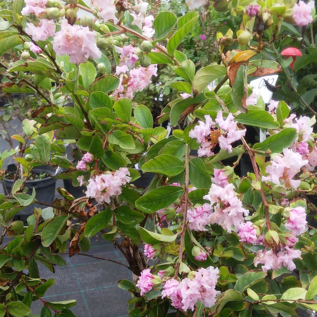 Árbol de Júpiter Summer Charm Hopi - Lagerstroemia indica