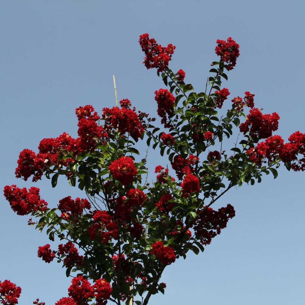 Árbol de Júpiter Summer Charm Tuscarora - Lagerstroemia indica