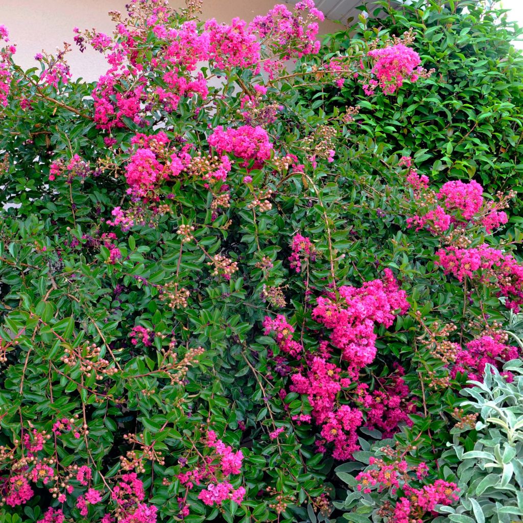 Árbol de Júpiter Mimie Fucsia - Lagerstroemia indica