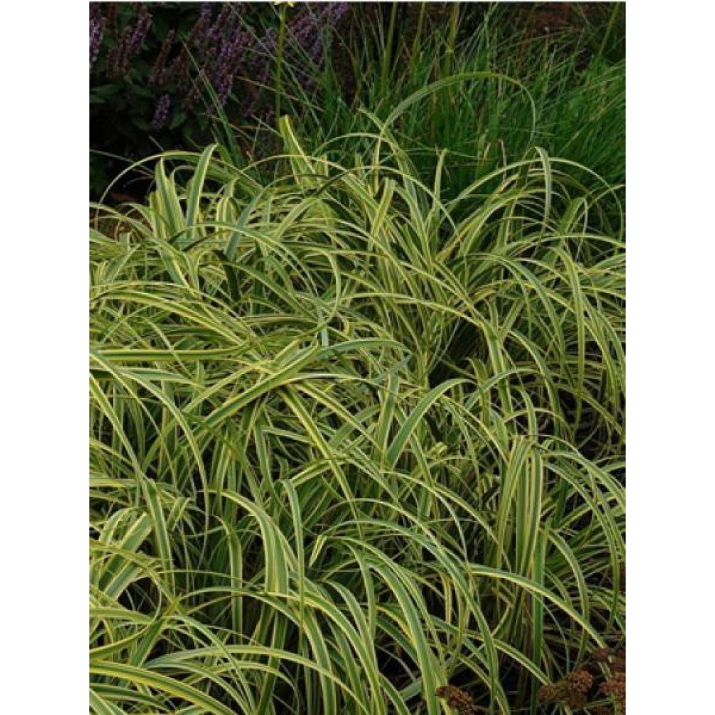 Carex trifida Rekohu Sunrise