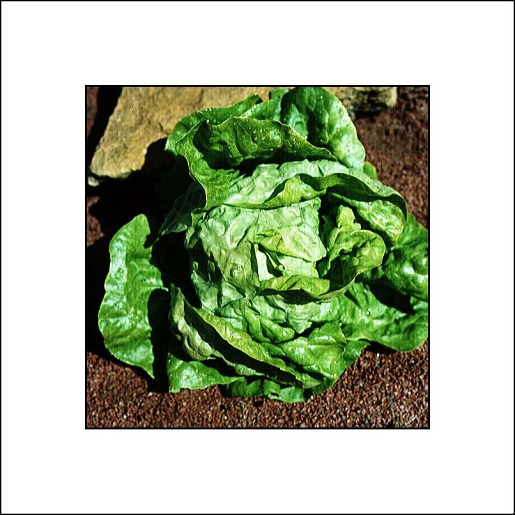 Lechuga Grosse Blonde Paresseuse - Vilmorin