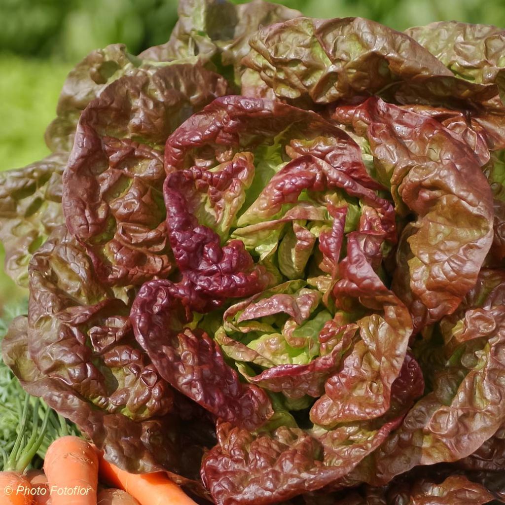 Lechuga Merveille des 4 saisons Bio