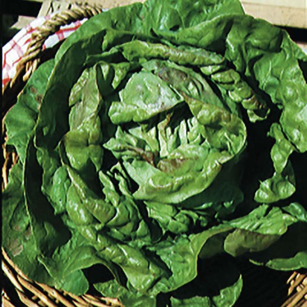 Lechuga Reine de Mai