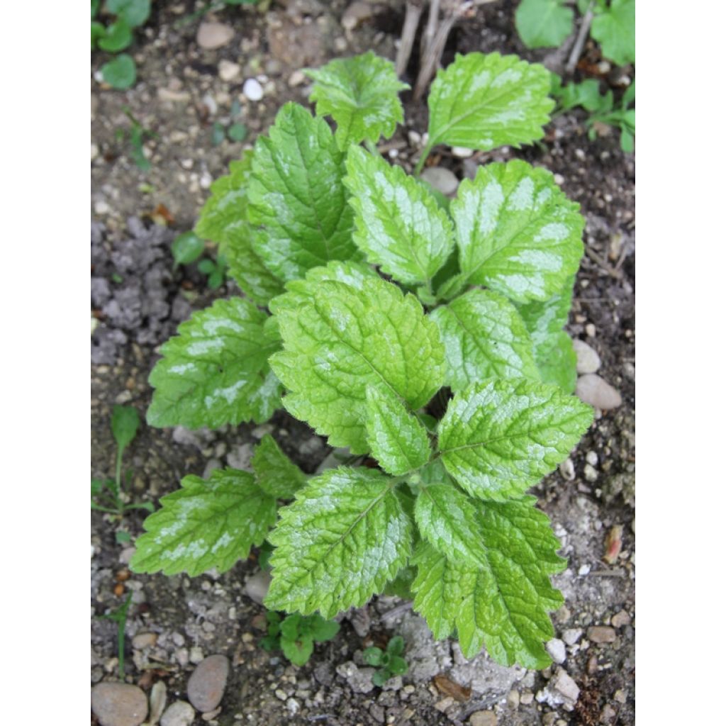 Lamium galeobdolon Florentinum - Arcángel amarillo