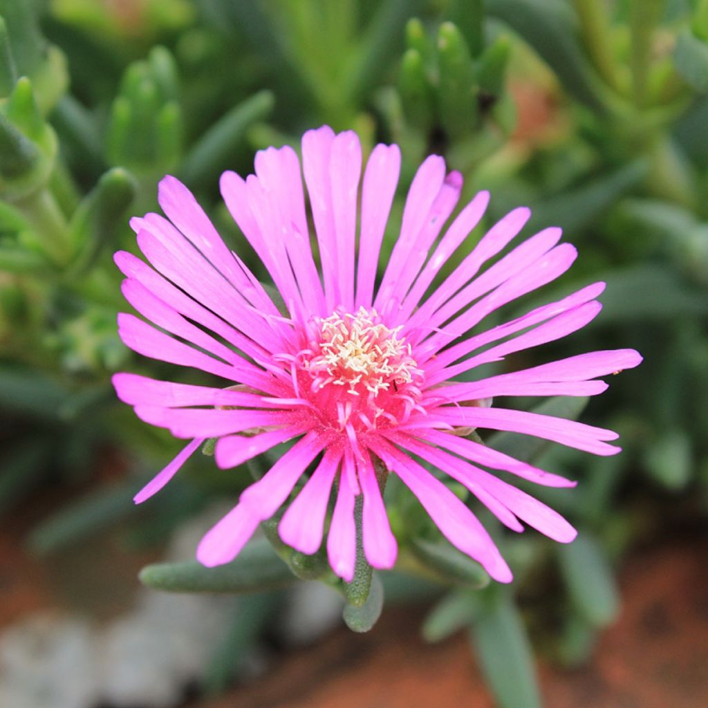 Lampranthus auriantacus Fleurs roses - Ficoïde orange à fleurs roses