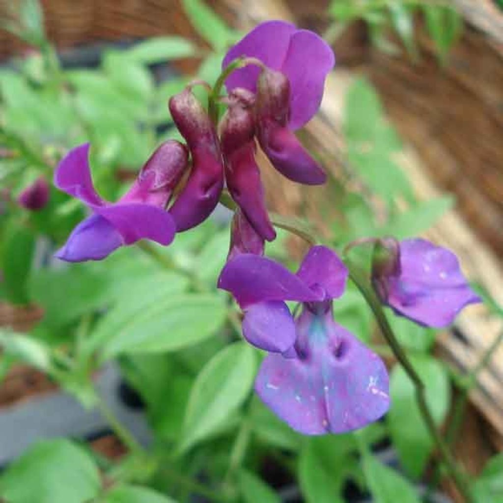 Lathyrus Vernus