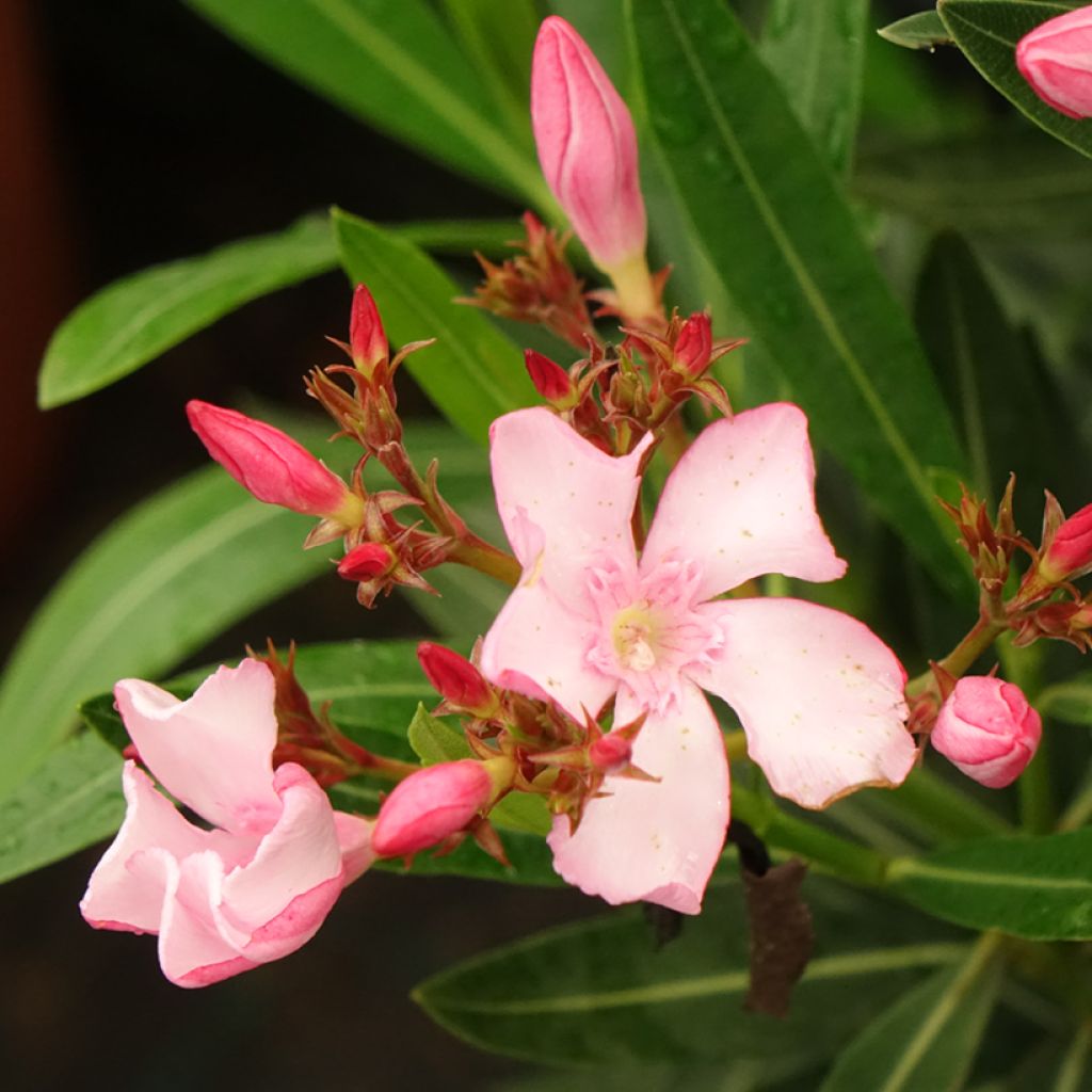 Adlefa rosa - Nerium oleander Emilie