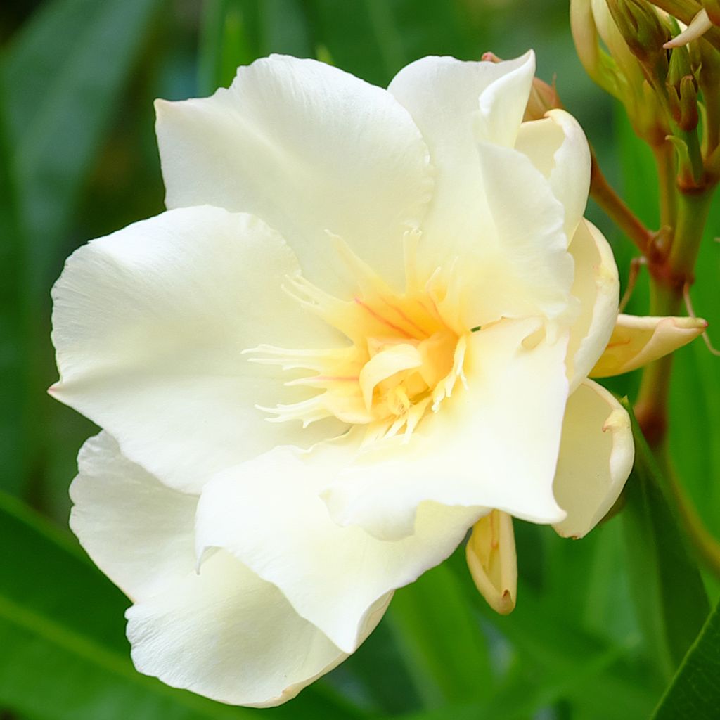 Adlefa amarilla plena - Nerium oleander Luteum Plenum