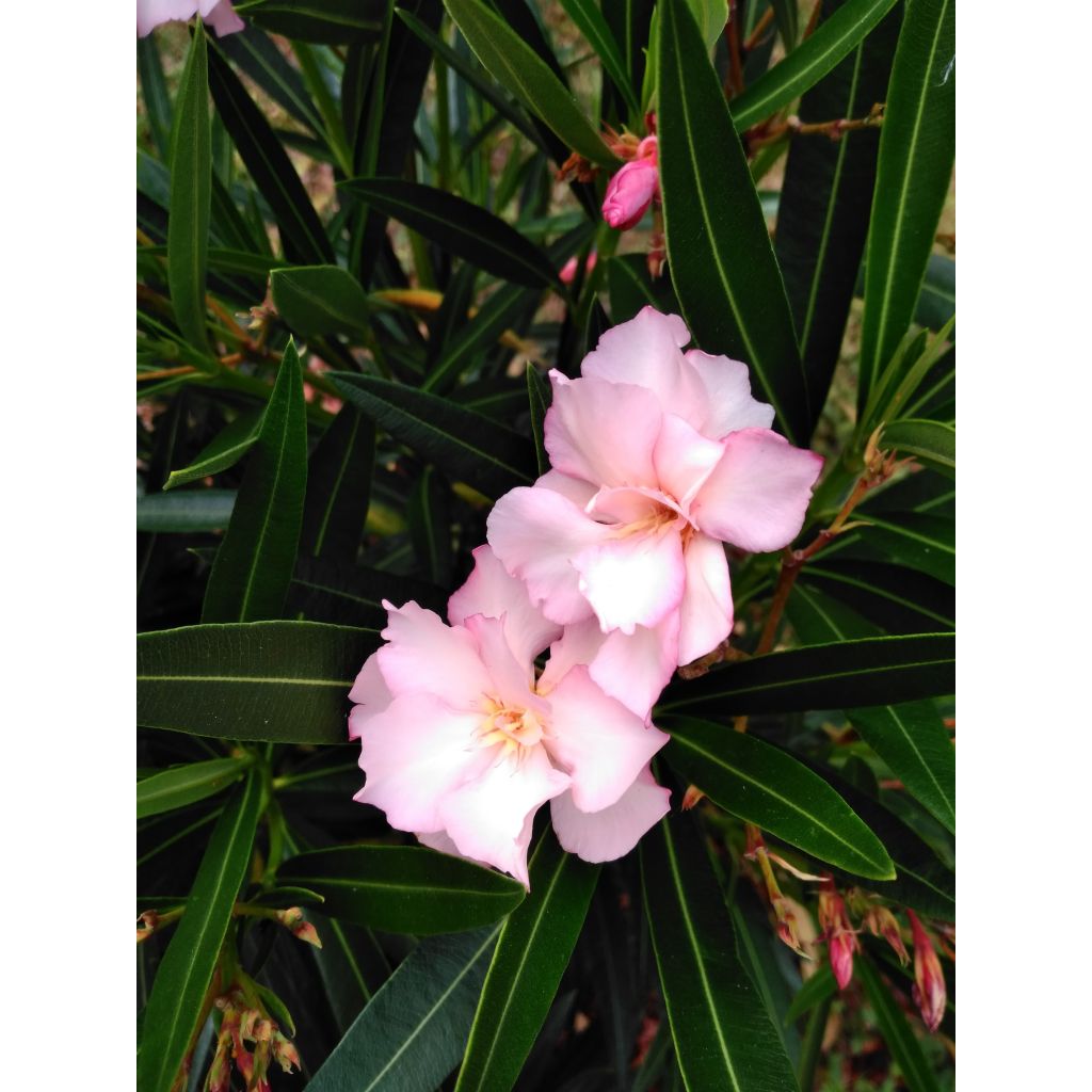 Adlefa - Nerium oleander Provence