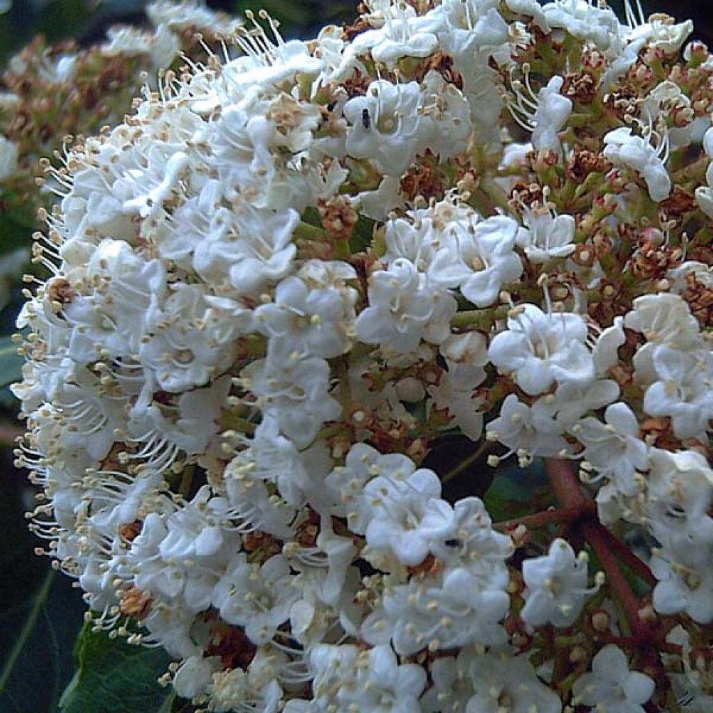 Viburnum tinus - Durillo