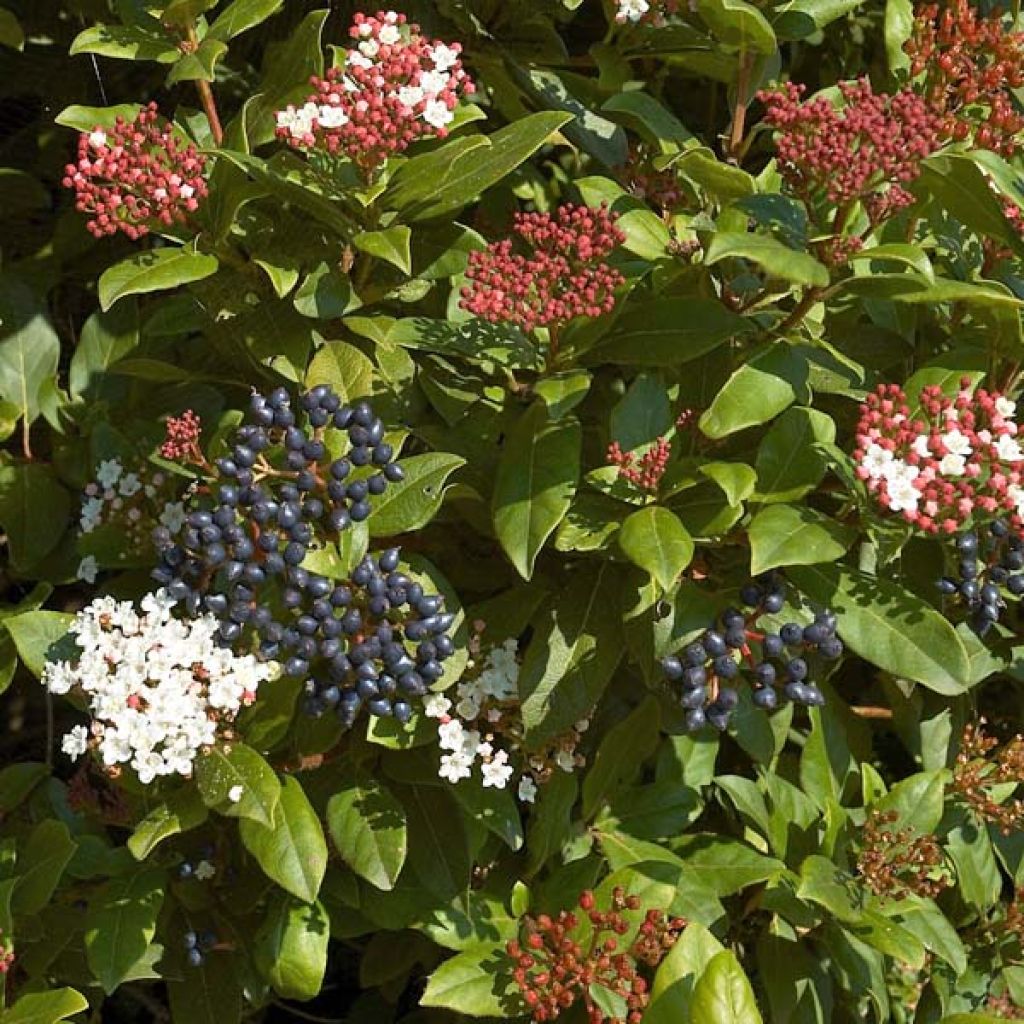 Viburnum tinus - Durillo