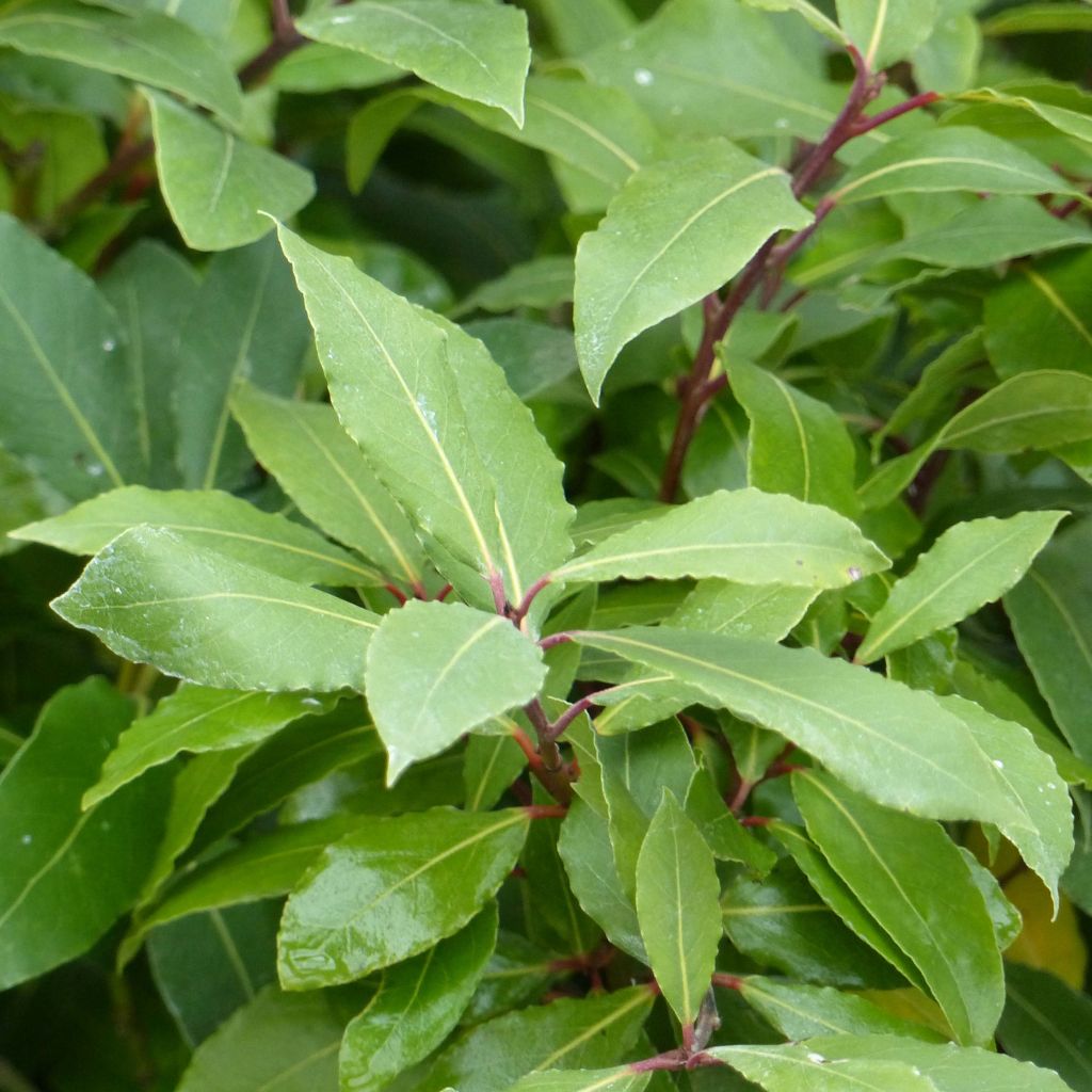 Laurel - Laurus nobilis